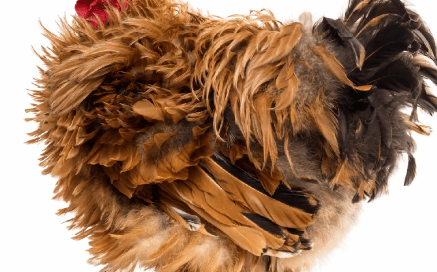Feathers are Ruffled and Fur is Flying in Financial Planning’s Research Community!