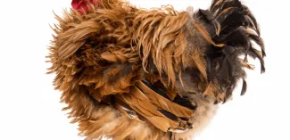 Feathers are Ruffled and Fur is Flying in Financial Planning’s Research Community!