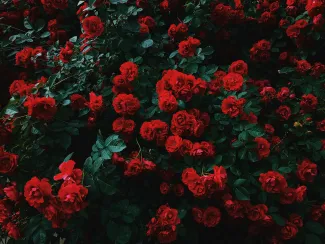bed of red roses in bloom by Nikita Tikhomirov courtesy of Unsplash.