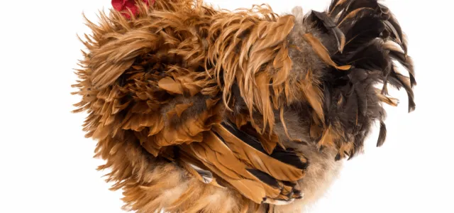 Feathers are Ruffled and Fur is Flying in Financial Planning’s Research Community!