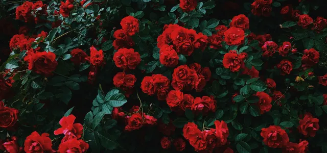 bed of red roses in bloom by Nikita Tikhomirov courtesy of Unsplash.